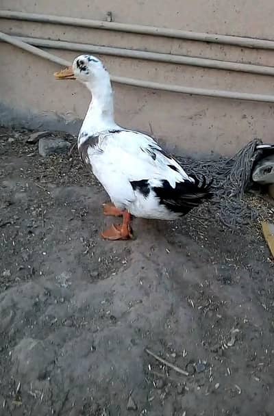 duck breeds pair