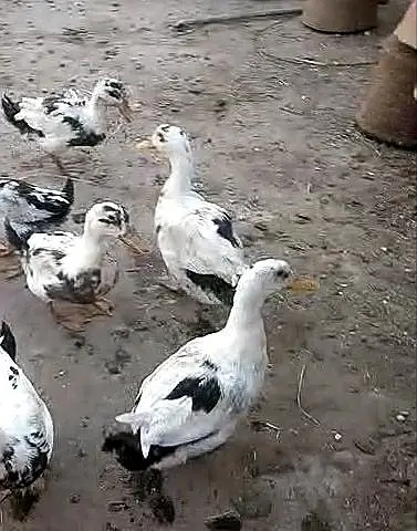 duck breeds pair — photo 2