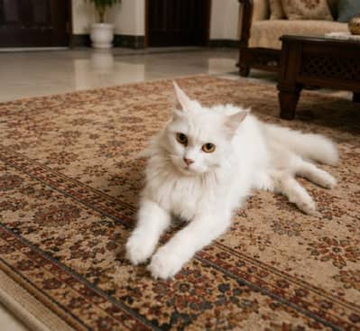cat for sale