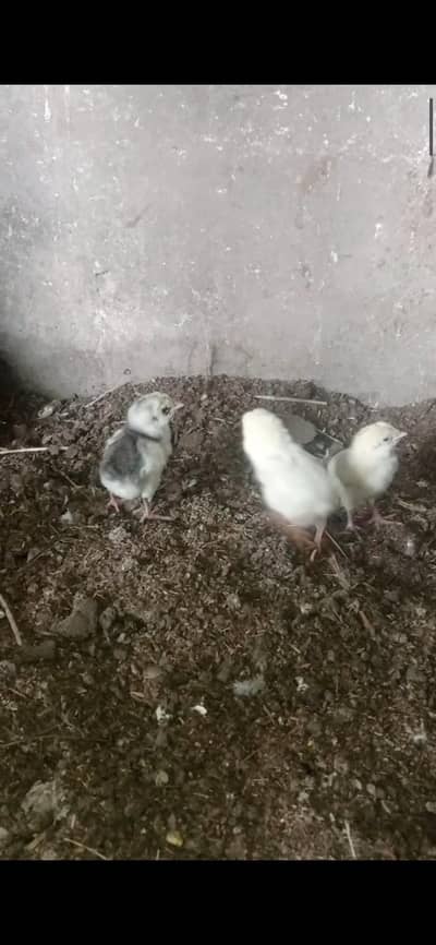 Aseel hen with chiks for sale 03124499315 cntct nmb