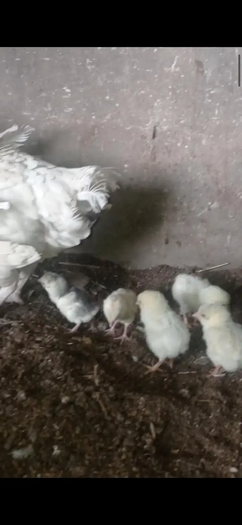 Aseel hen with chiks for sale 03124499315 cntct nmb — photo 2