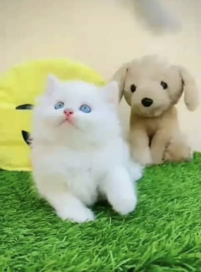Persian kittens whatp. . 0320/// 7512402\\\