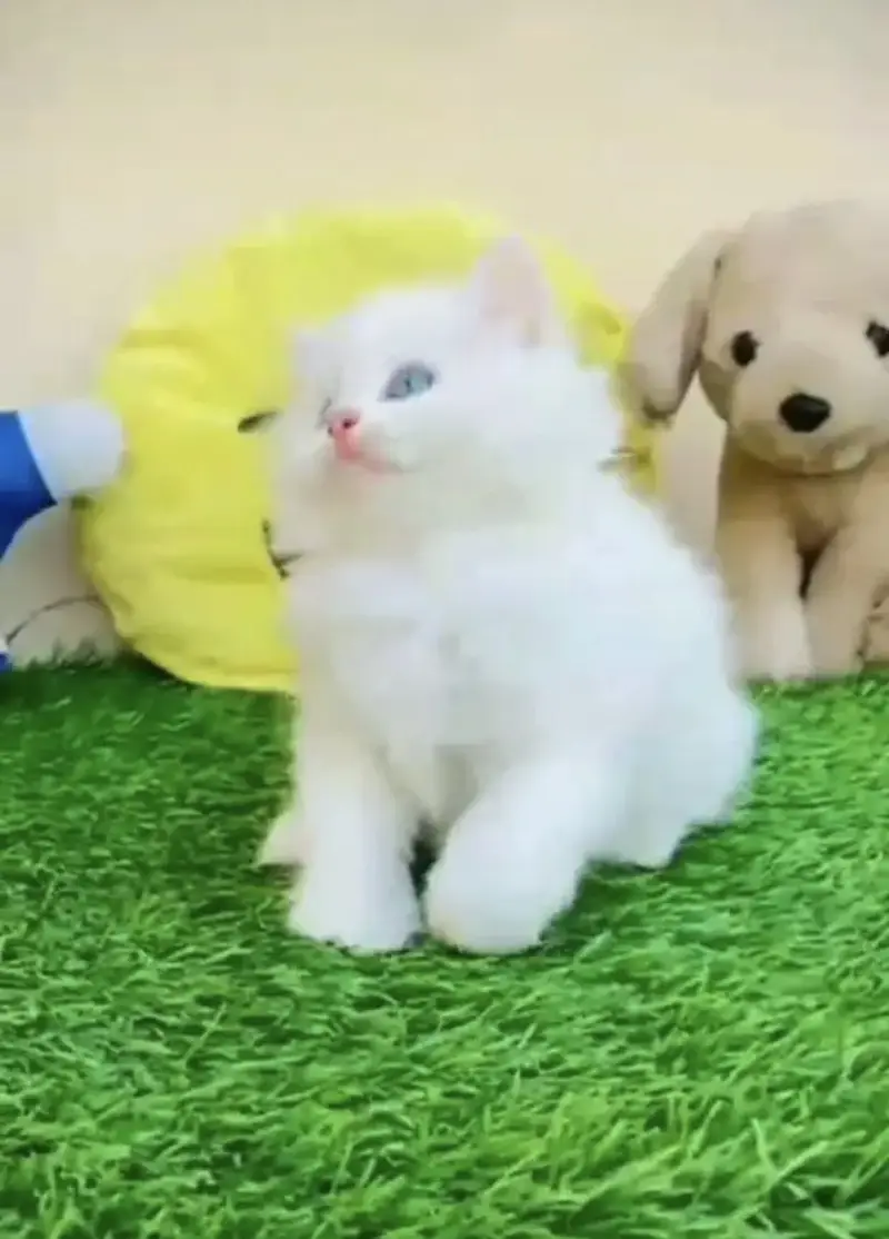 Persian kittens whatp. . 0320/// 7512402\\\ — photo 2
