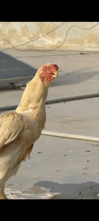imported parrot beak long tail Female