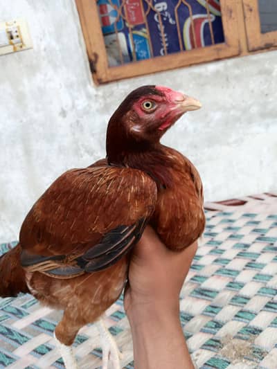 Aseel Chicks | Aseel hens