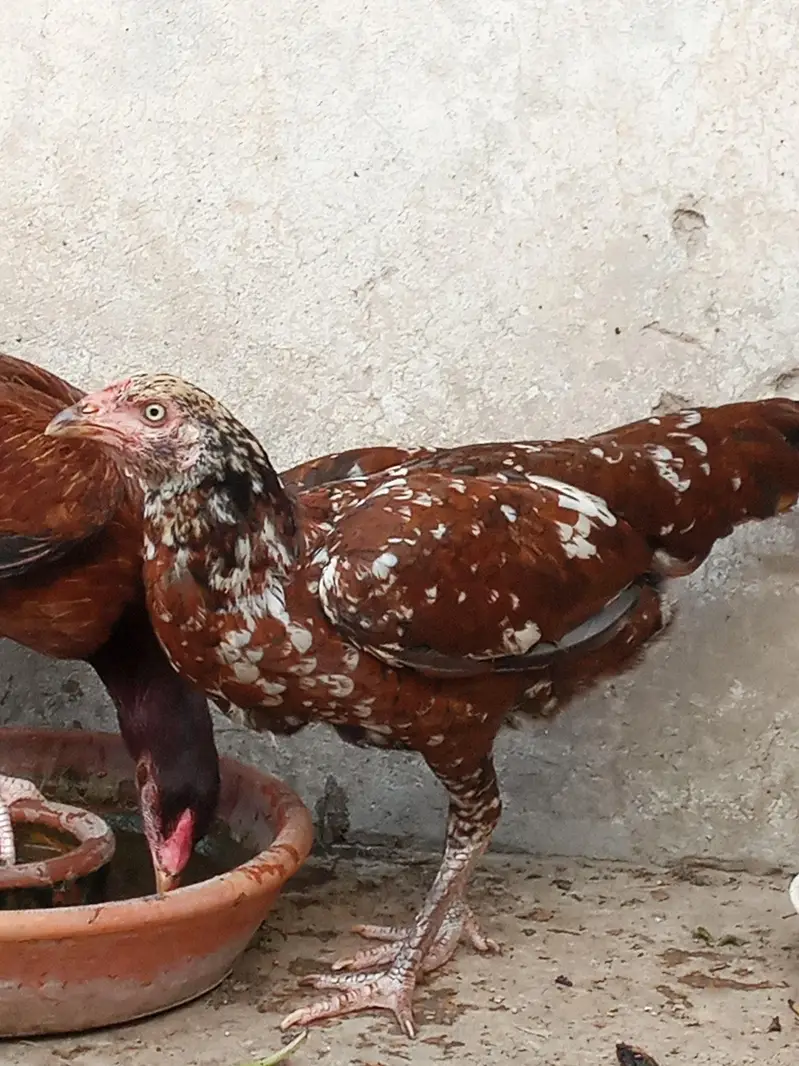 Aseel Chicks | Aseel hens — photo 2