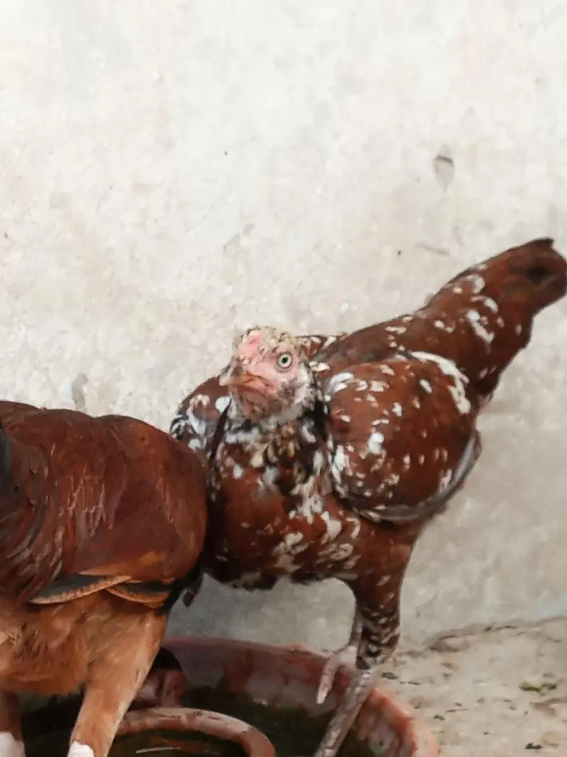 Aseel Chicks | Aseel hens — photo 3