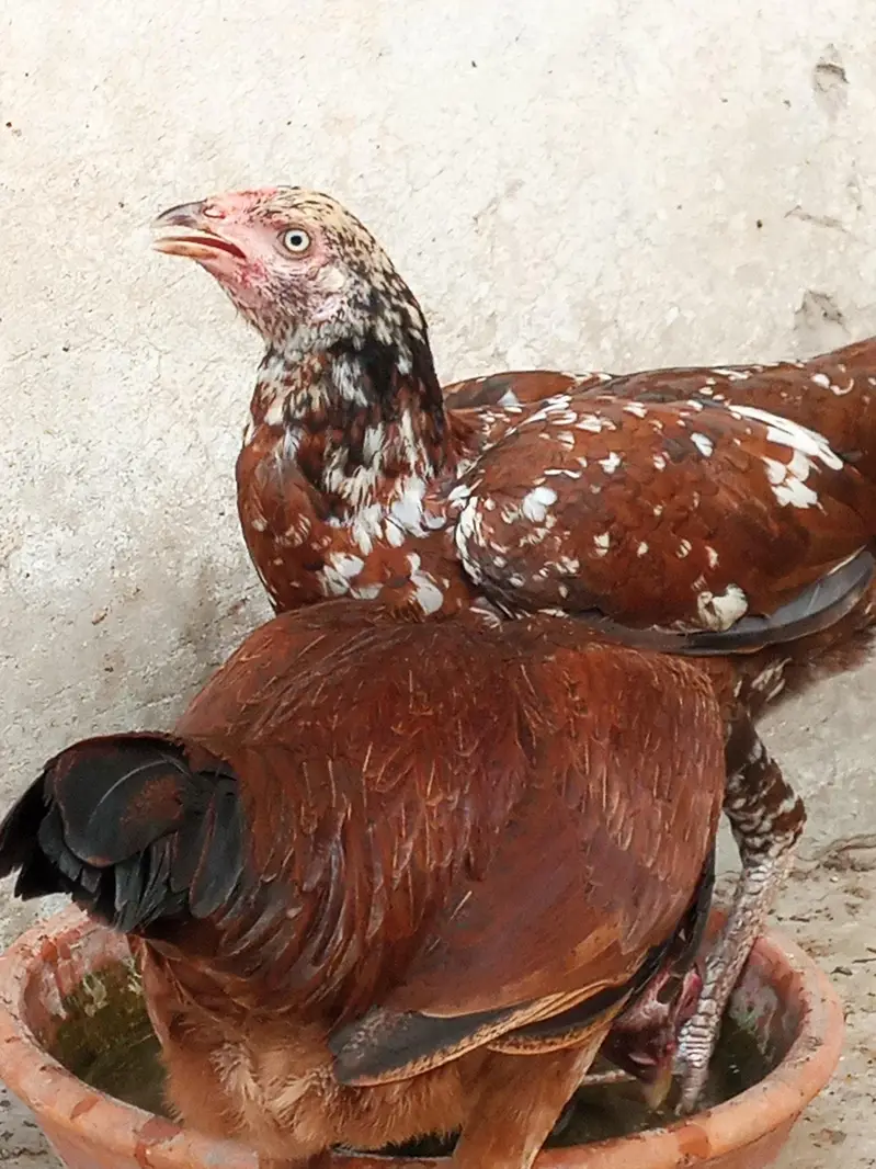 Aseel Chicks | Aseel hens — photo 4