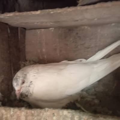 golden nar and ferozpuri pathi for sale