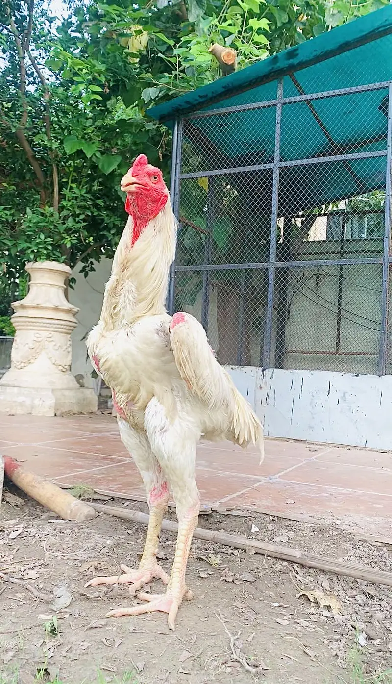 King shamo + sindhi aseel with 2.5+height — photo 2