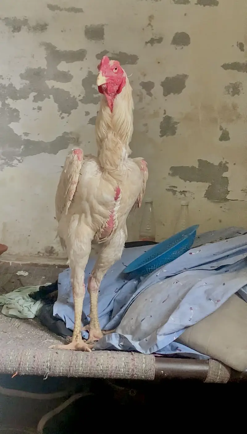 King shamo + sindhi aseel with 2.5+height — photo 3