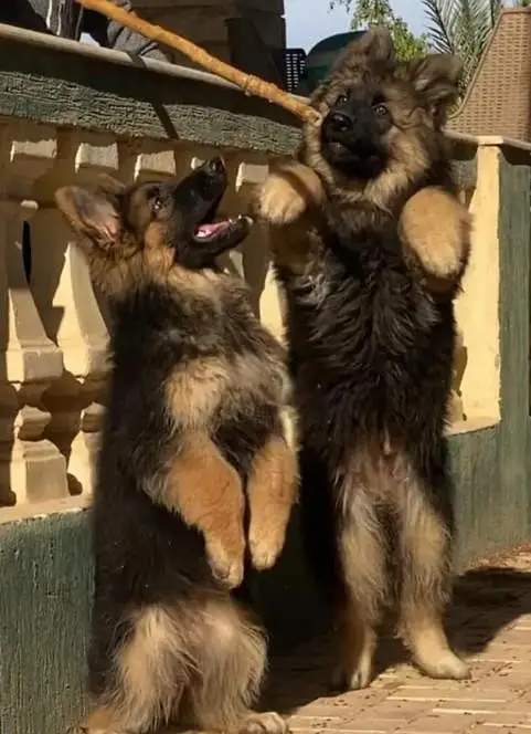 German Shepherd Puppies – Heavy Bone & Long Coat | Male & Female — photo 2
