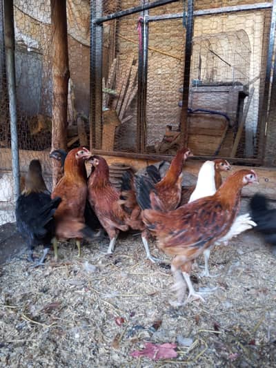 Gold Misri Desi fresh pathian hens | Desi hens | murgia