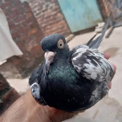 ramupri orignal breed nar for sale