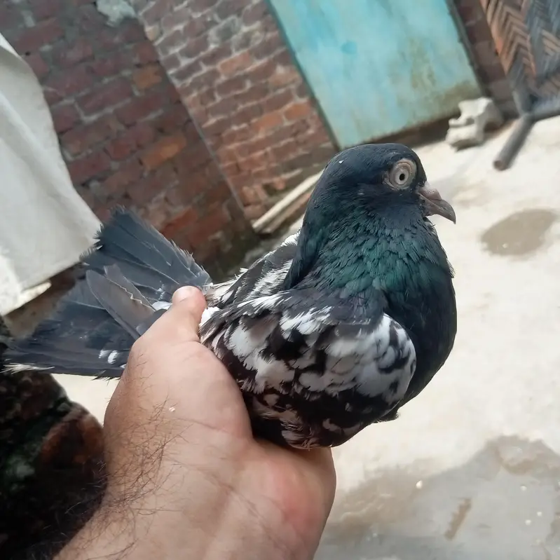 ramupri orignal breed nar for sale — photo 2