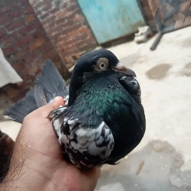 ramupri orignal breed nar for sale — photo 3