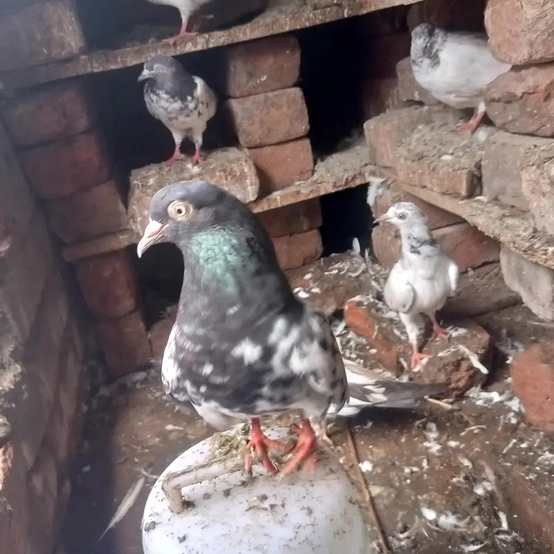 ramupri orignal breed nar for sale — photo 4