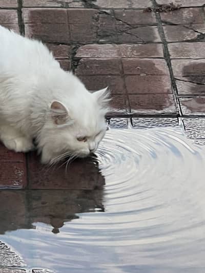 Persian cat