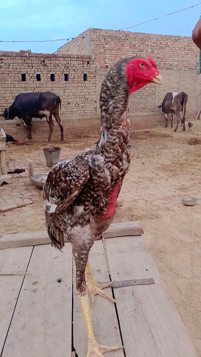shamo — photo 2