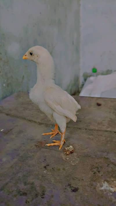 GERMAN O SHAMO CHICKS