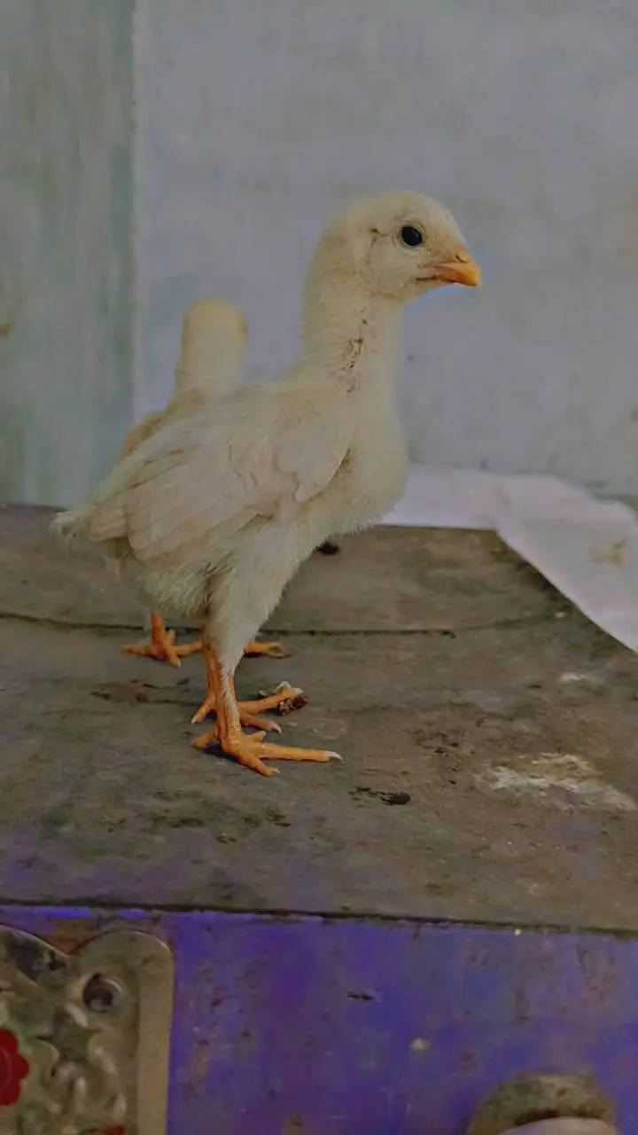 GERMAN O SHAMO CHICKS — photo 2