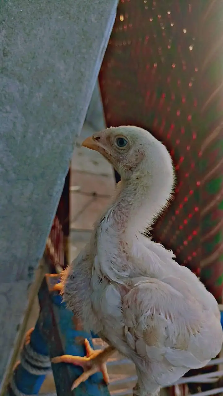 GERMAN O SHAMO CHICKS — photo 3