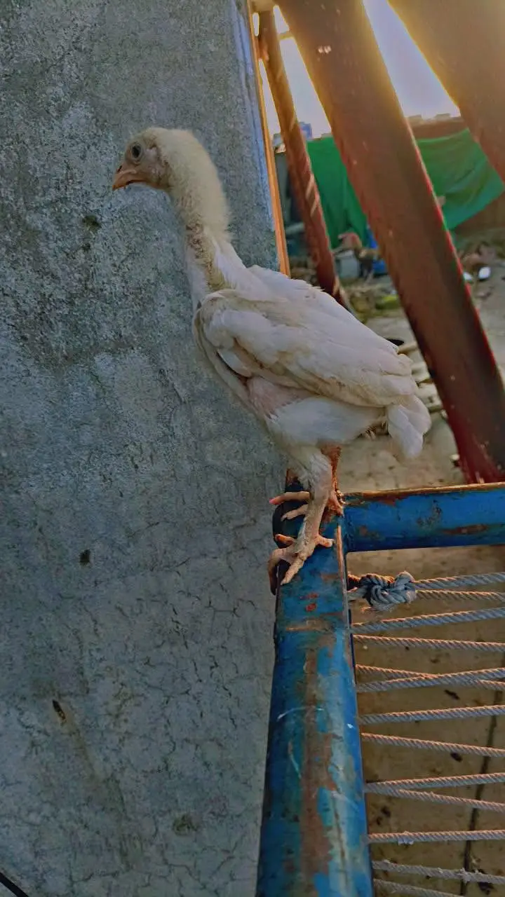 GERMAN O SHAMO CHICKS — photo 4