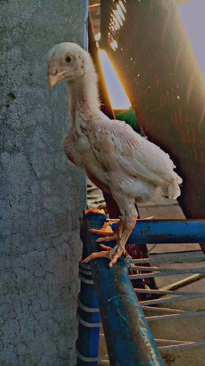 GERMAN O SHAMO CHICKS — photo 5