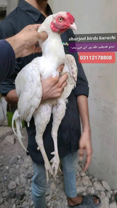Hi quality mianwali /paper white kandhari aseel