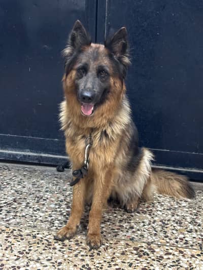German shepherd female for sale on heat urgent  pedigree