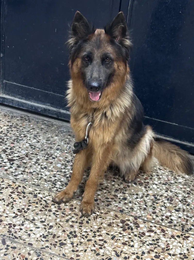 German shepherd female for sale on heat urgent  pedigree — photo 2