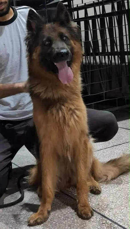 German shepherd female for sale on heat urgent  pedigree — photo 3