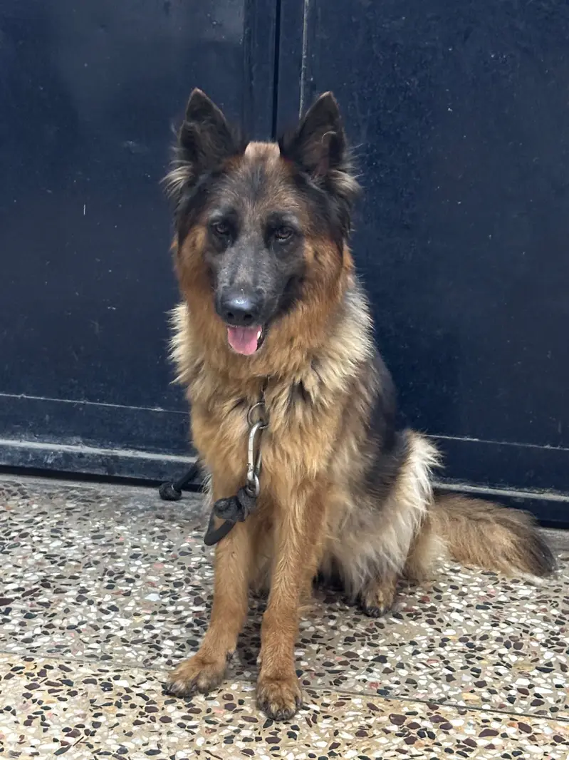 German shepherd female for sale on heat urgent  pedigree — photo 4