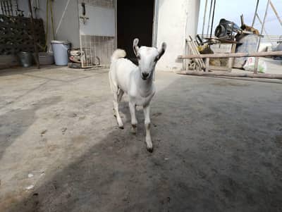 pure sindh breed barbari goat kid