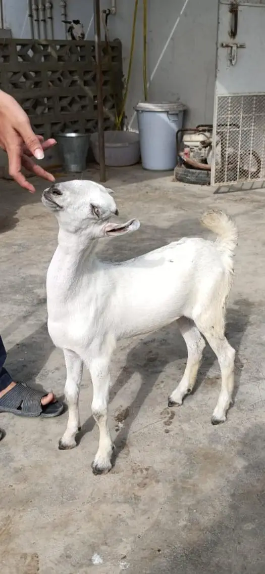 pure sindh breed barbari goat kid — photo 2