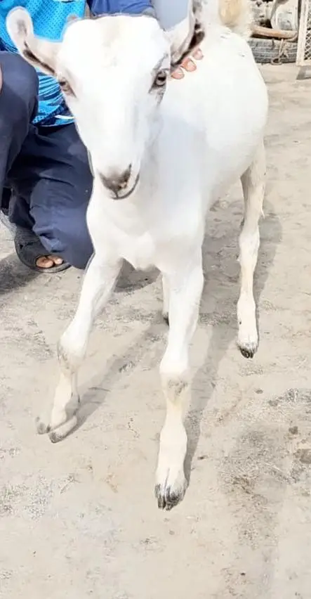 pure sindh breed barbari goat kid — photo 3