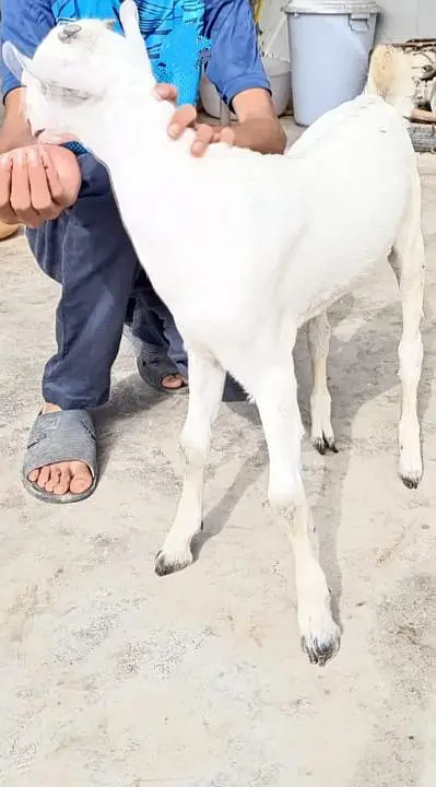 pure sindh breed barbari goat kid — photo 4