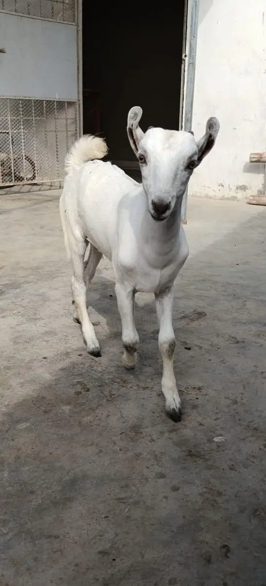 pure sindh breed barbari goat kid — photo 5