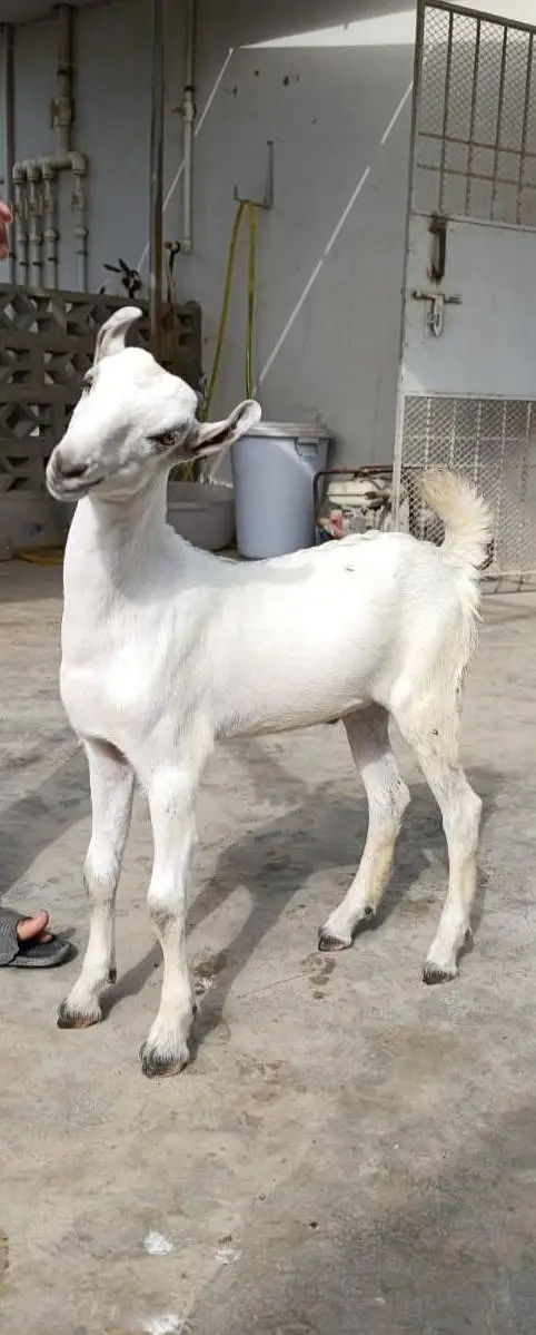 pure sindh breed barbari goat kid — photo 6