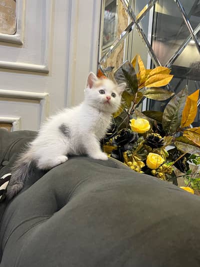 British Short Hair Kittens Available