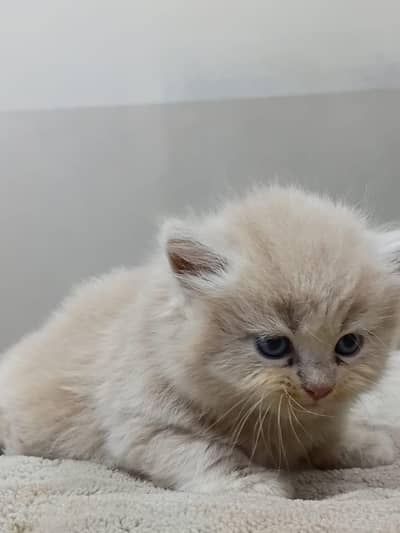 Premium Persian Kittens Available For Sale 