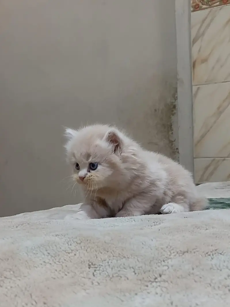 Premium Persian Kittens Available For Sale  — photo 2