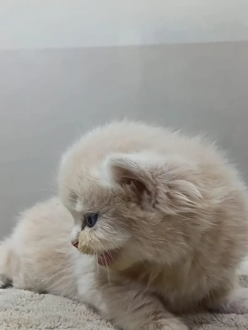 Premium Persian Kittens Available For Sale  — photo 3