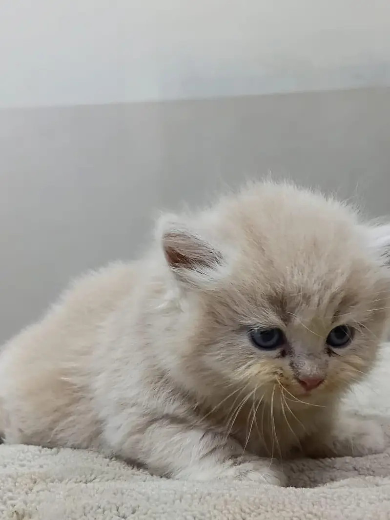 Premium Persian Kittens Available For Sale  — photo 4