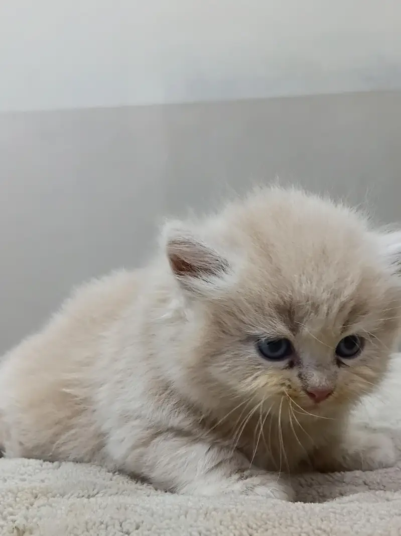 Premium Persian Kittens Available For Sale  — photo 5