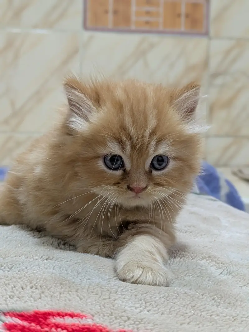 Premium Persian Kittens Available For Sale  — photo 6