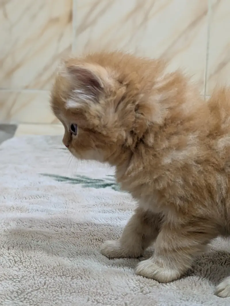 Premium Persian Kittens Available For Sale  — photo 7