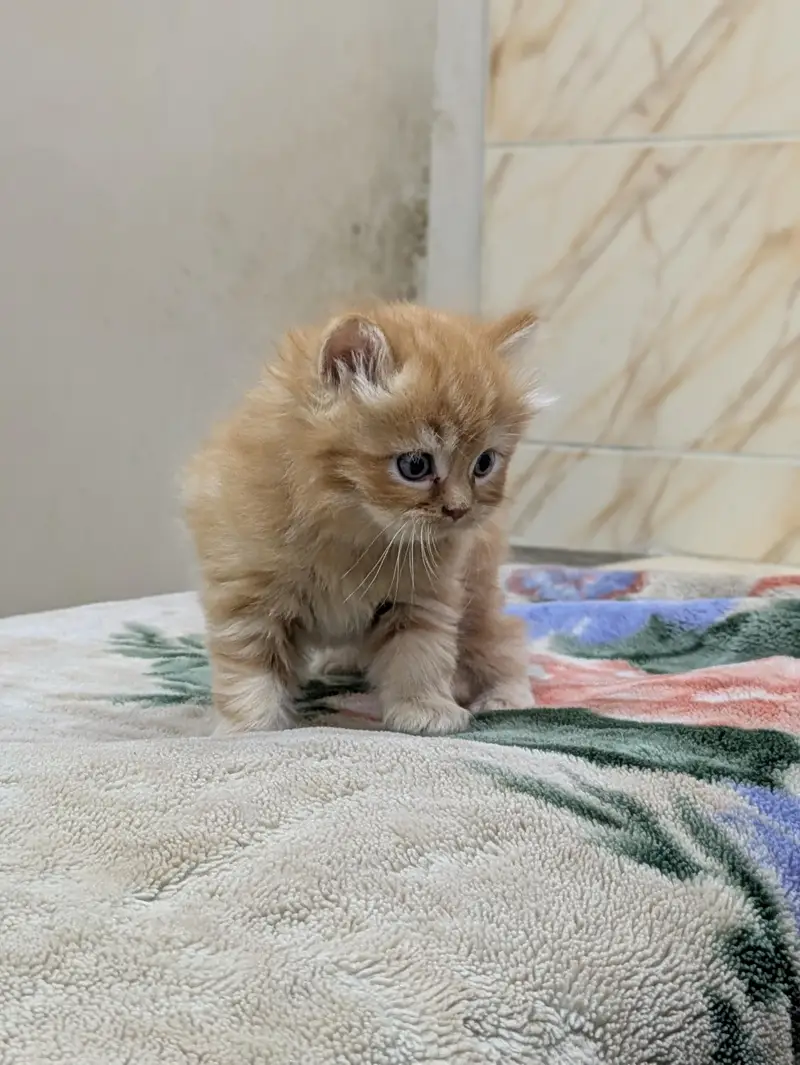 Premium Persian Kittens Available For Sale  — photo 8