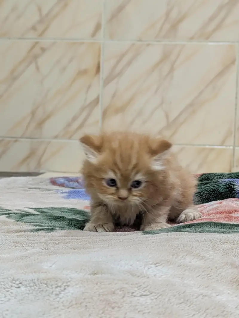 Premium Persian Kittens Available For Sale  — photo 9