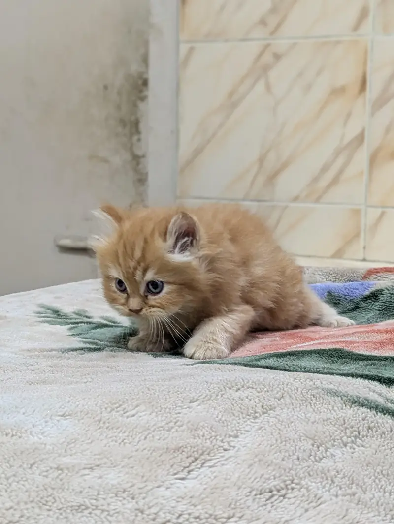 Premium Persian Kittens Available For Sale  — photo 10